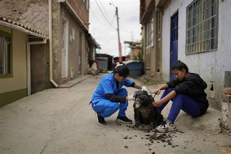 Universidades En Colombia Donde Puede Estudiar Veterinaria Le Contamos