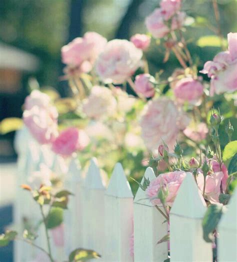 Pin By Pat Pierce On •• Summer Cottage ♡♡♡ Beautiful Flowers Garden