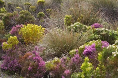 This Is Typical Fynbos Vegetation From The Western Cape Of South Africa