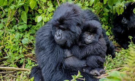 4 Days Rwanda Double Gorilla Trekking Unique Rwanda Vacation Experts