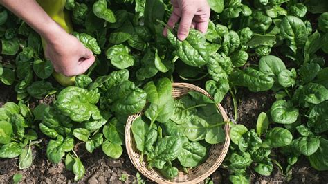 How To Harvest Spinach 4 Easy Steps