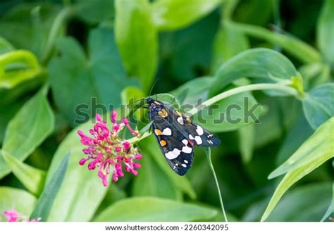 46 Garden Tiger Moth Uk Images, Stock Photos & Vectors | Shutterstock