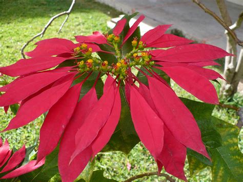 Características E Cultivo Da Poinsétia Euphorbia Pulcherrima