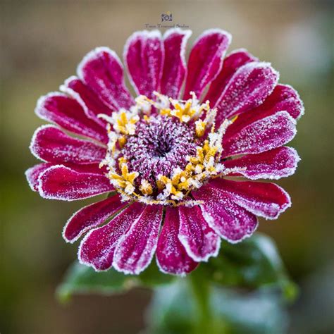 Frosty Zinnia Winter Aesthetic Zinnias Plants