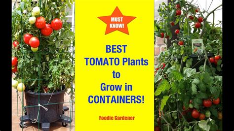 Growing Best Tomatoes For Containers