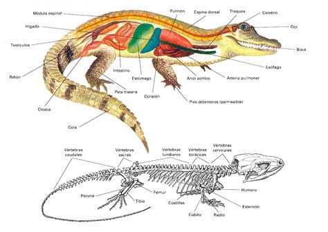 Reptiles Caracteristicas Del Cocodrilo