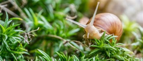 Cómo cocer caracoles Guía paso a paso y consejos prácticos