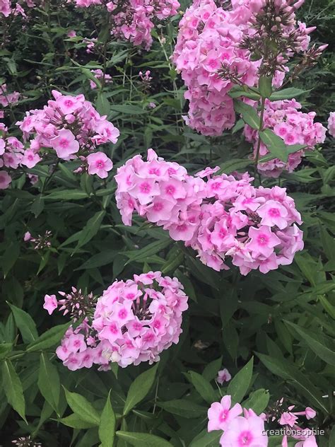 Pink Phlox By Creationsophie Redbubble