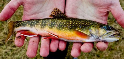 My First Brookie Of Last Season And My Biggest Wisconsin Brook Trout