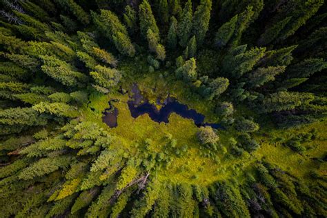 More Than Million Trees Planted In Bc This Year Province Says My