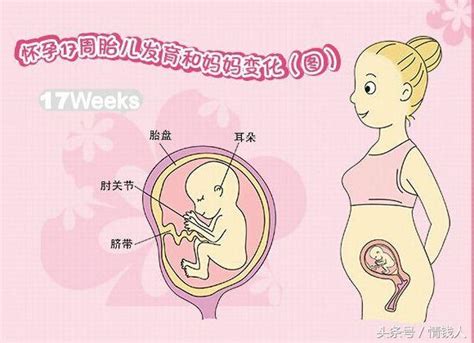 懷孕17周胎兒的變化和孕媽媽的注意事項 每日頭條