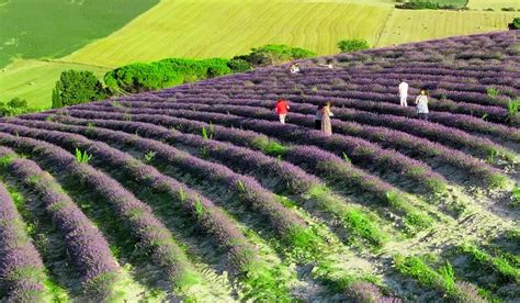 Festival Lavanda Azienda Flora Santa Luce Visite Ed Eventi Fino Al 14