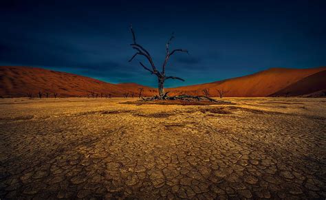 Hd Wallpaper Earth Desert Dune Naked Tree Nature Sand Wallpaper