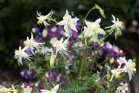 Flores Blancas Aquilegia Bellas Flores Primavera Fondo Florecimiento