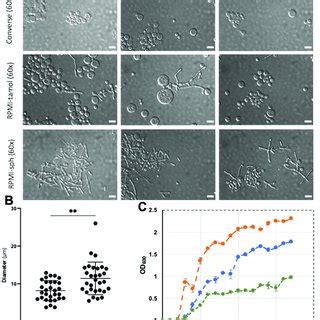 Differential Inference Contrast (DIC) microscope images show C ...