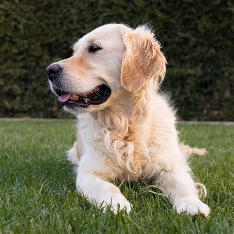 Hembras Golden Retriever Centro Canino Valmajano