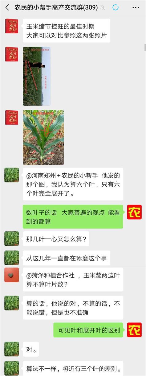 种植玉米除草3 5叶期，控旺6 10叶期，但你知道叶片怎么数吗