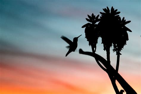 Images Gratuites Arbre La Nature Branche Silhouette Oiseau