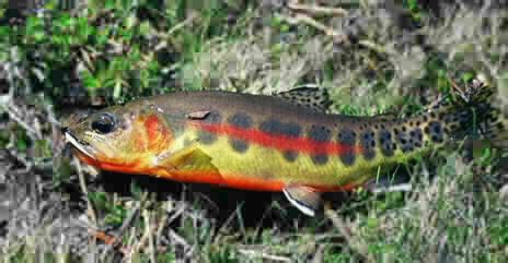 The Fishing Musician: CALIFORNIA GOLDEN TROUT FISHING