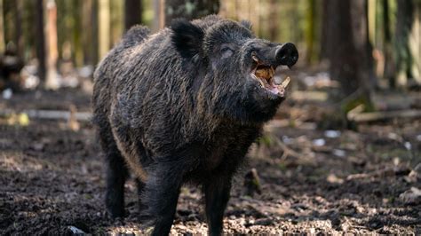 Germanys Wild Boars Are Still Radioactive Because They Eat