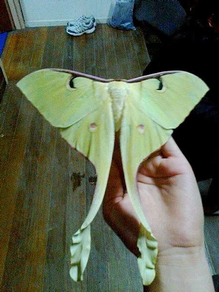 Malaysian Moon Moth Female Project Noah