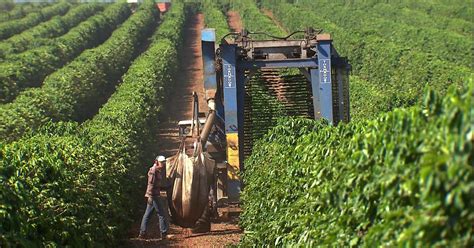 Globo Rural Fazendas Usam Novas Técnicas Para Impulsionar Produção De