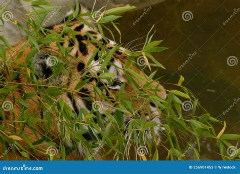 Siberian Tiger Drinking Water from the River Stock Image - Image of ...