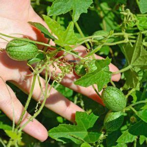 Cómo cultivar cucamelon sandía enana o sandía ratón Melothria Scabra