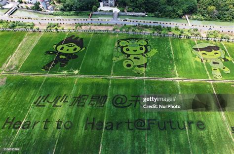 The mascot of the Hangzhou Asian Games is seen in a rice field in the ...