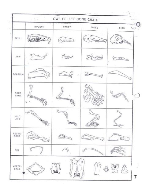 Owl Pellet Dissection Lab Worksheet in 2022 | Owl pellets, Dissection ...