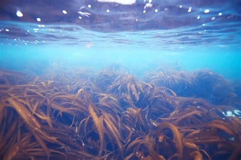 Premium Photo Laminaria Sea Kale Underwater Photo Ocean Reef Salt Water