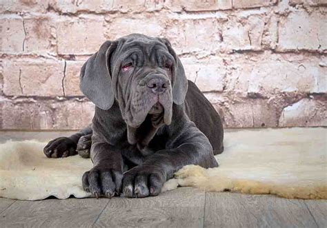 Neapolitan Mastiff Puppy Care: Helpful Guide Makes It Easy