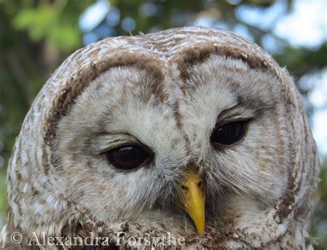 Barred Owl - Friends of the Limberlost