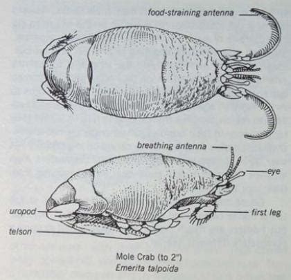 Flea Anatomy