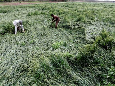 Unseasonal Rainfall Causes Huge Crop Loss Farmers Seek Compensation