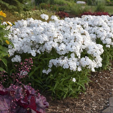 Phlox Opening Act White Buy Phlox Tall Garden Perennials Online