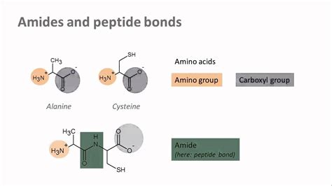 Biochemistry 13 Common Linking Bonds In Biomolecules Youtube