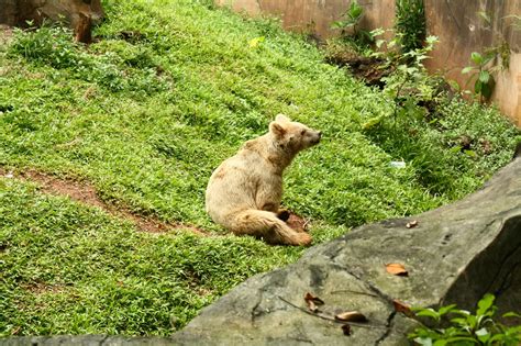 Jenis Hewan2016 Binatang Yang Ada Di Ragunan Images