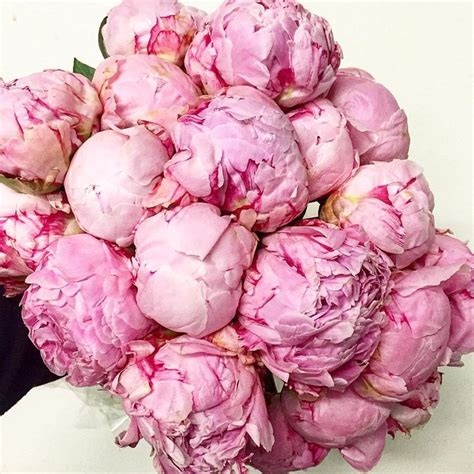 Stunning Sarah Bernhardt Peonies From New Zealand