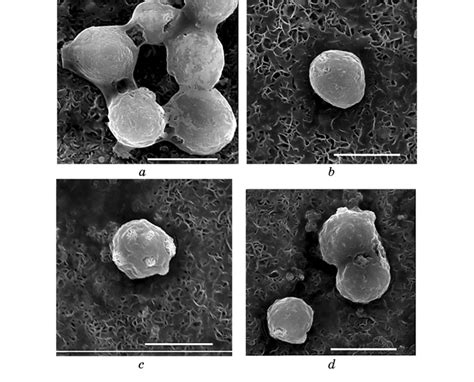 Cells Of The U937 Line Human Leukemic Monocyte Lymphoma Cell Line A