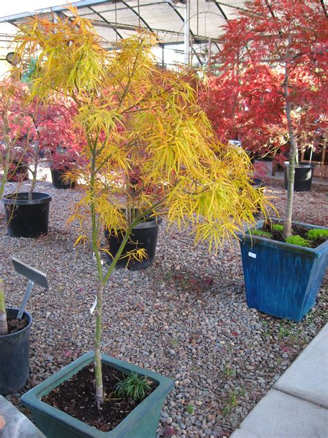 Japanese Maples In Containersi Have The Red Kind In A Big Pot And