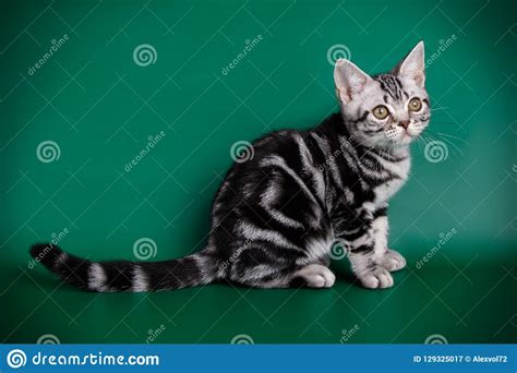 Gato Americano Do Shorthair Em Fundos Coloridos Imagem De Stock