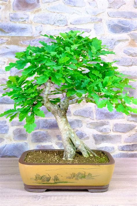 Oak Bonsai Tree