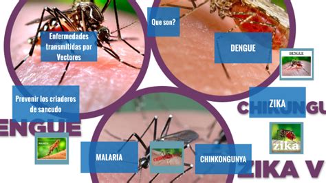 Dengue Transmitidas Por Vectores PPT