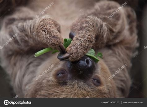 Pictures : two toed sloths | Linnaeus's two-toed sloth — Stock Photo ...