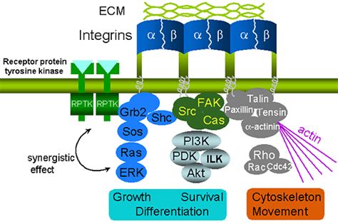 Integrin Mediated Signaling And Its Regulation By N Glycans