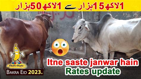 Itne Saste Janwar Hain Yahan By Karachi Cow Mandi Updates I Bakra Eid