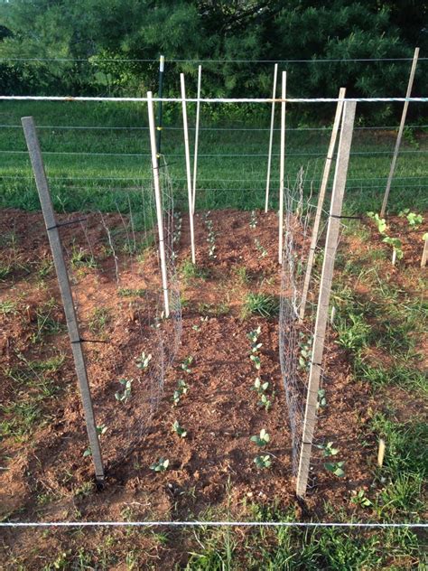 trellis ideas mranimal farm