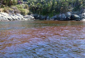 Detectan Marea Roja T Xica En Manzanillo Grupo Milenio