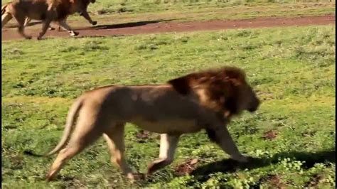 African Buffaloes Charge At A Lion Pride Ngorongoro Crater Tanzania